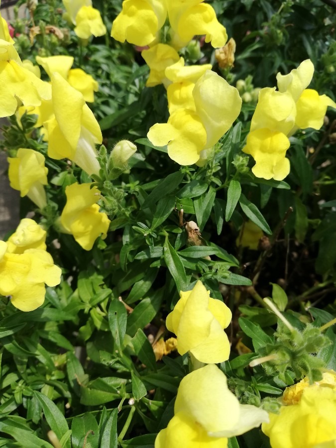 黄色の花🌿