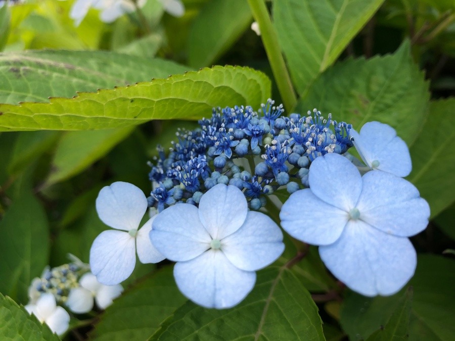 紫陽花