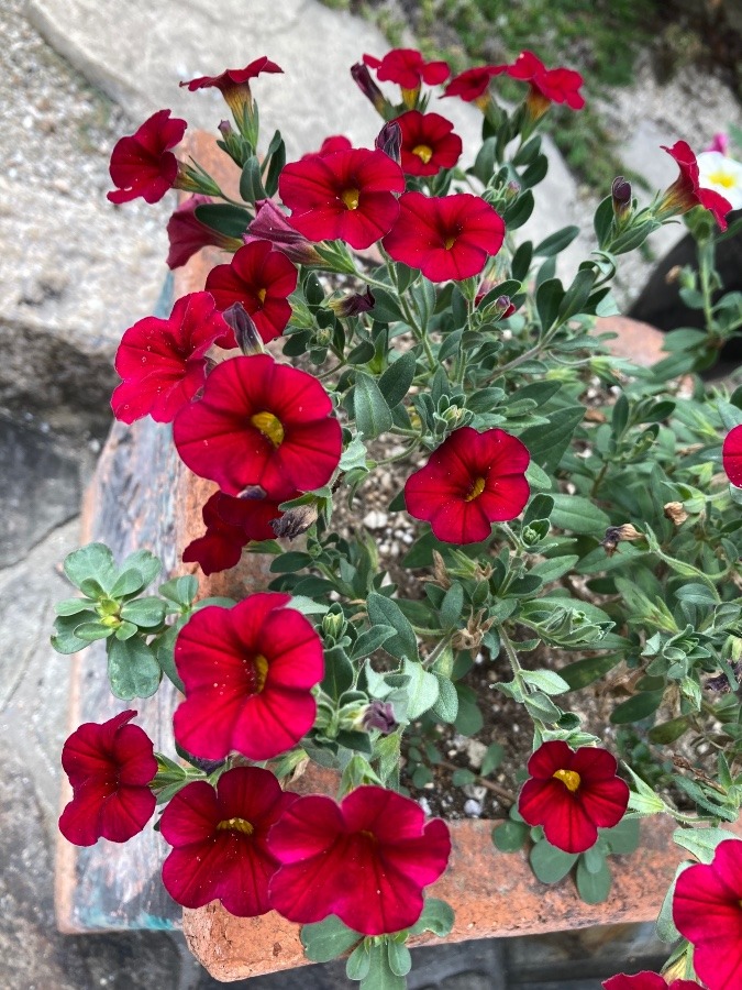 夏の花へと移り変わり