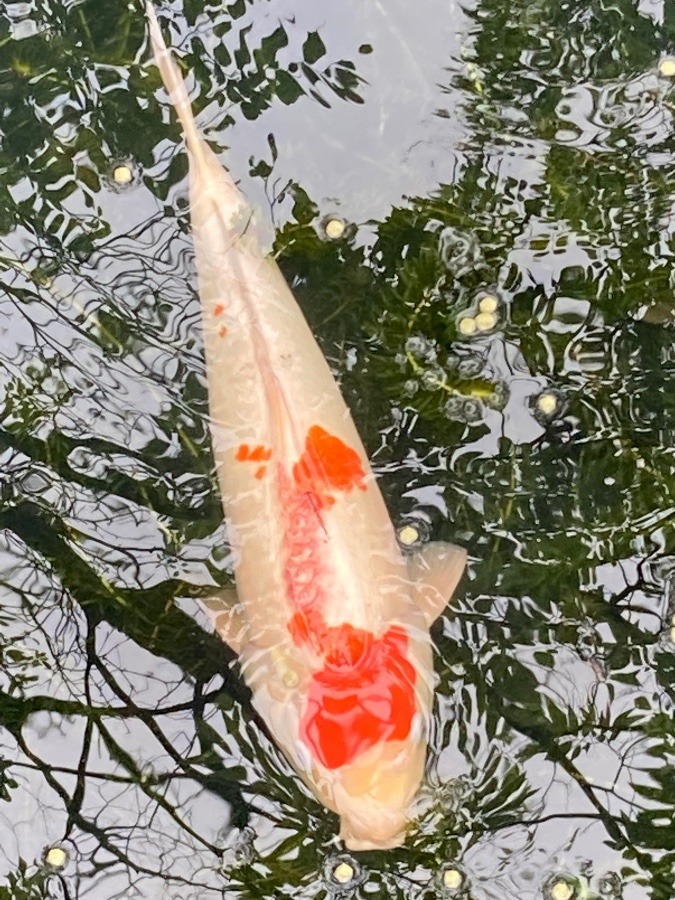 金富神社の鯉❣️
