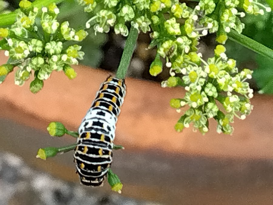 チョウチョ🦋の幼虫⁉️③