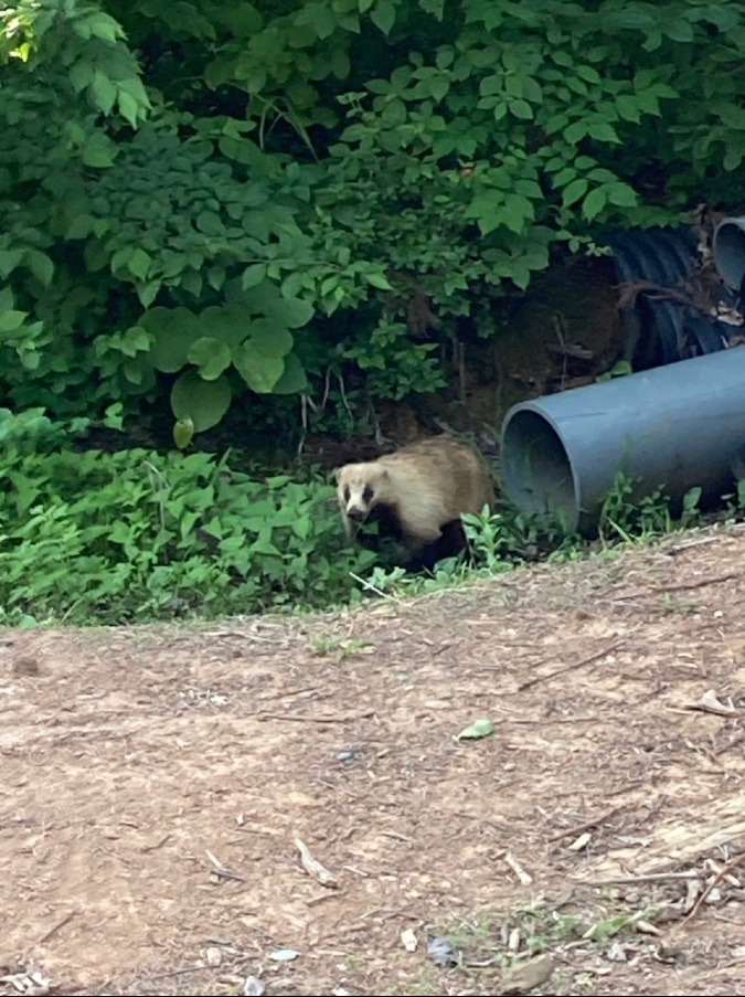 アナグマ🦡やっぱりここがお家