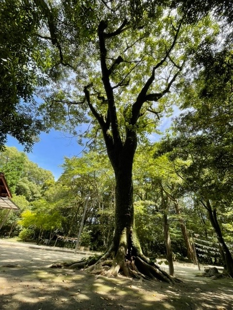 アイちゃんがいた木