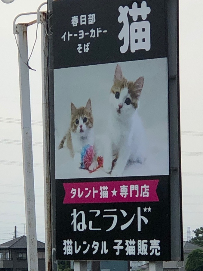 猫レンタル