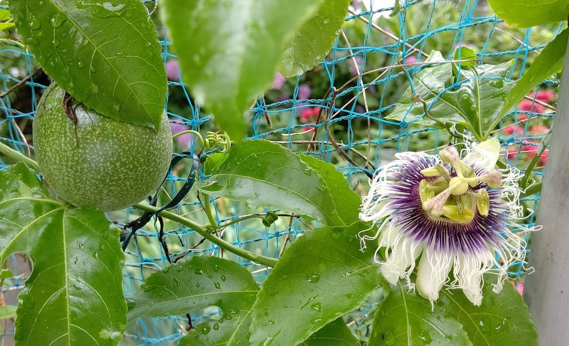 パッションフルーツ 花と実