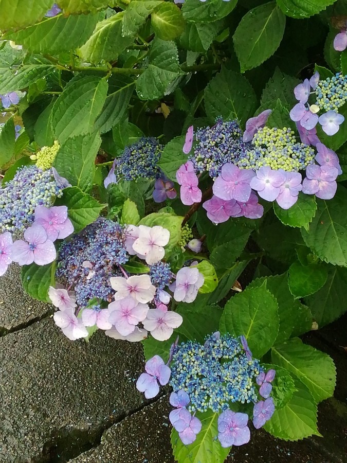 今日の紫陽花