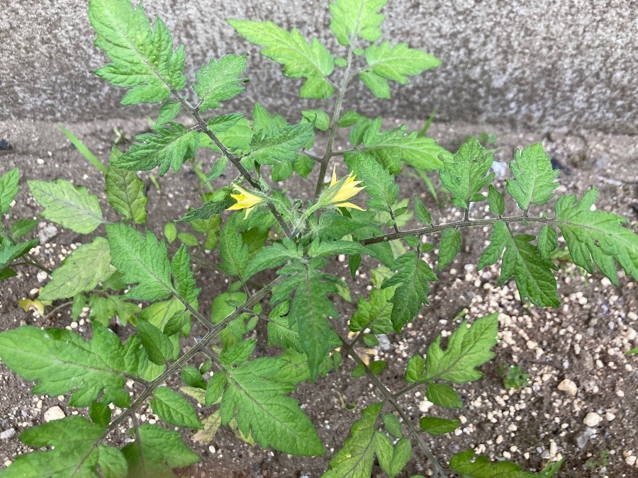 ミニトマトの苗に黄色い花、発見‼️