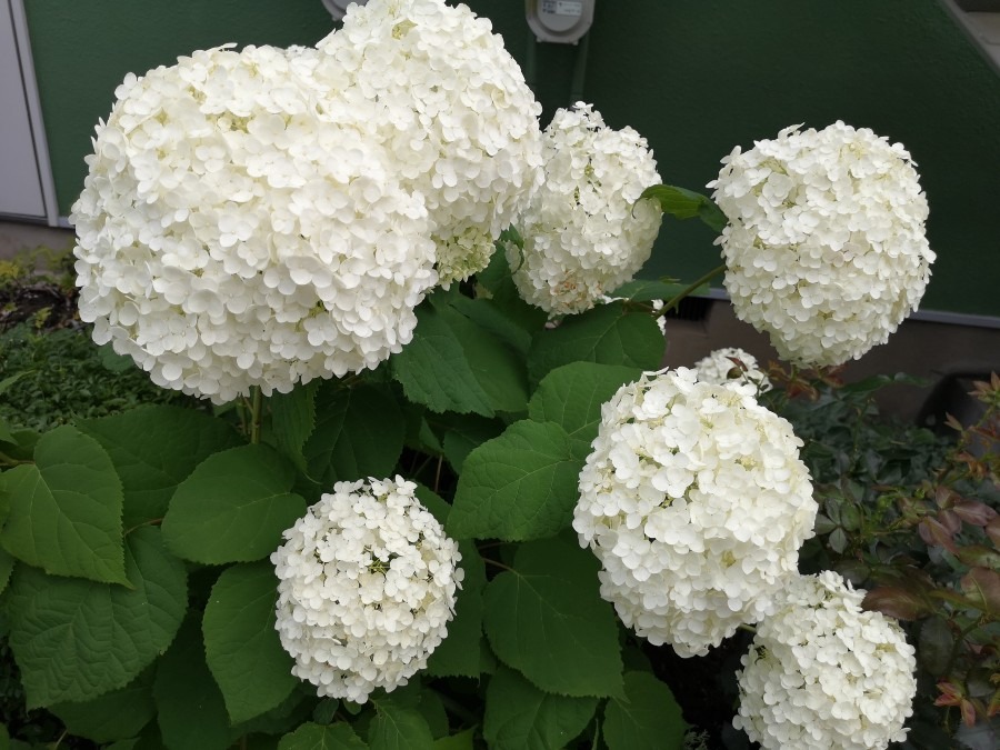 頑張る紫陽花✨