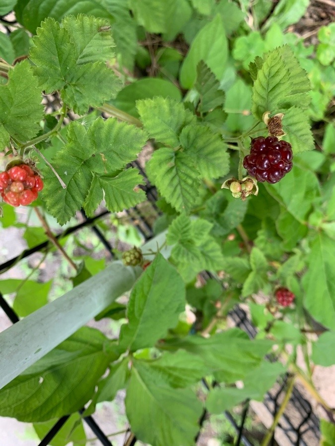 ラズベリー　花倶楽部