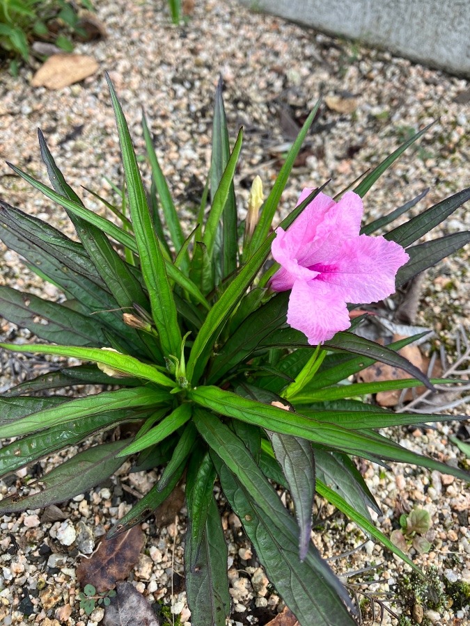 1日だけ咲く花（ルエリア　モーニング）