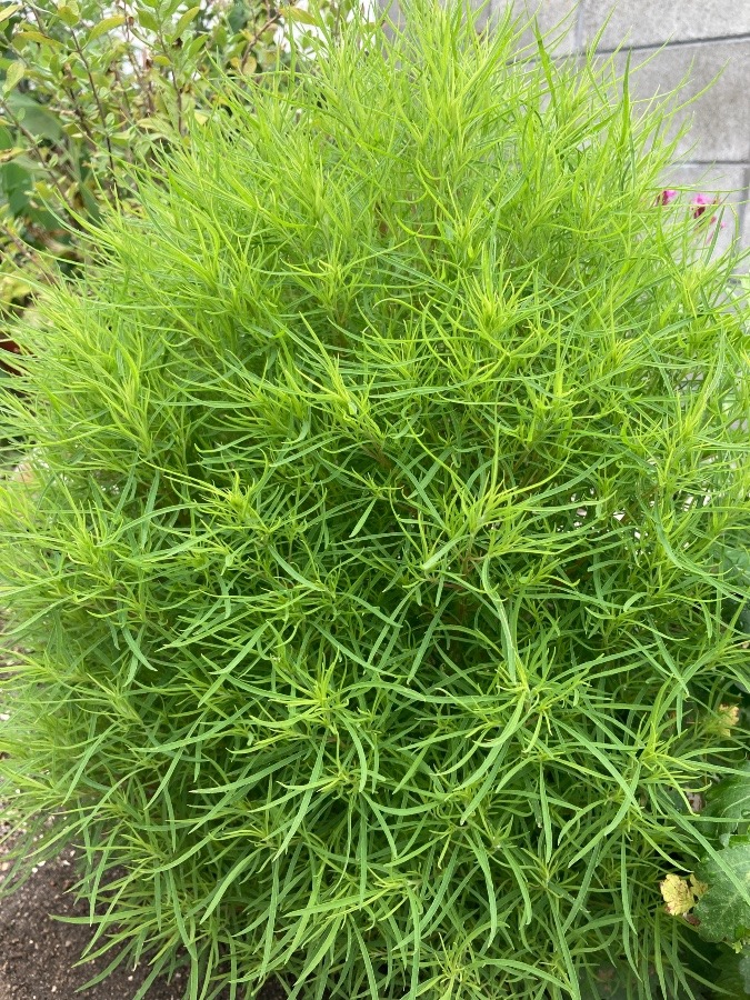 こんなに大きくなりました^_^