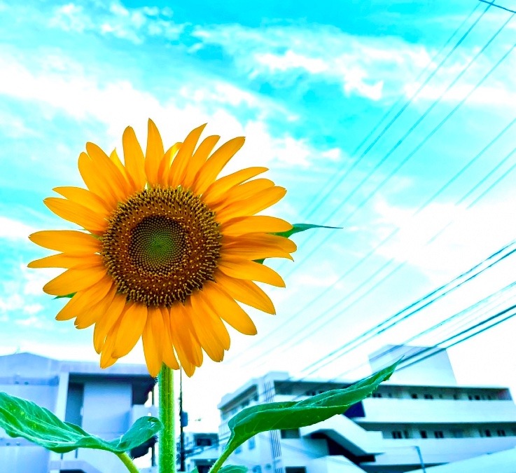 向日葵に元気もらえた🌻