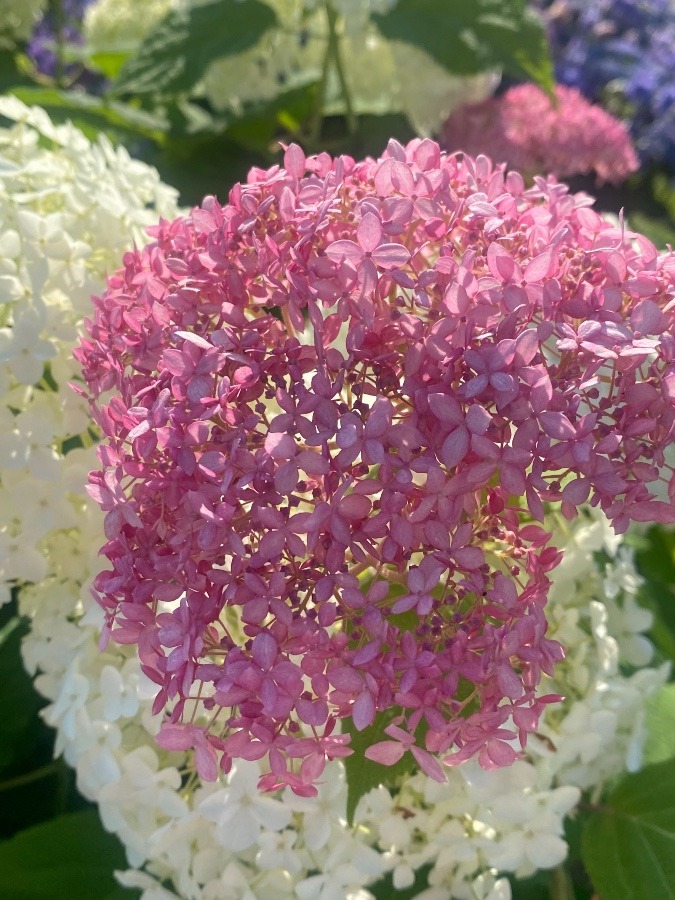 これも紫陽花⁉️