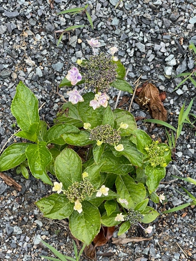 紫陽花ベビー