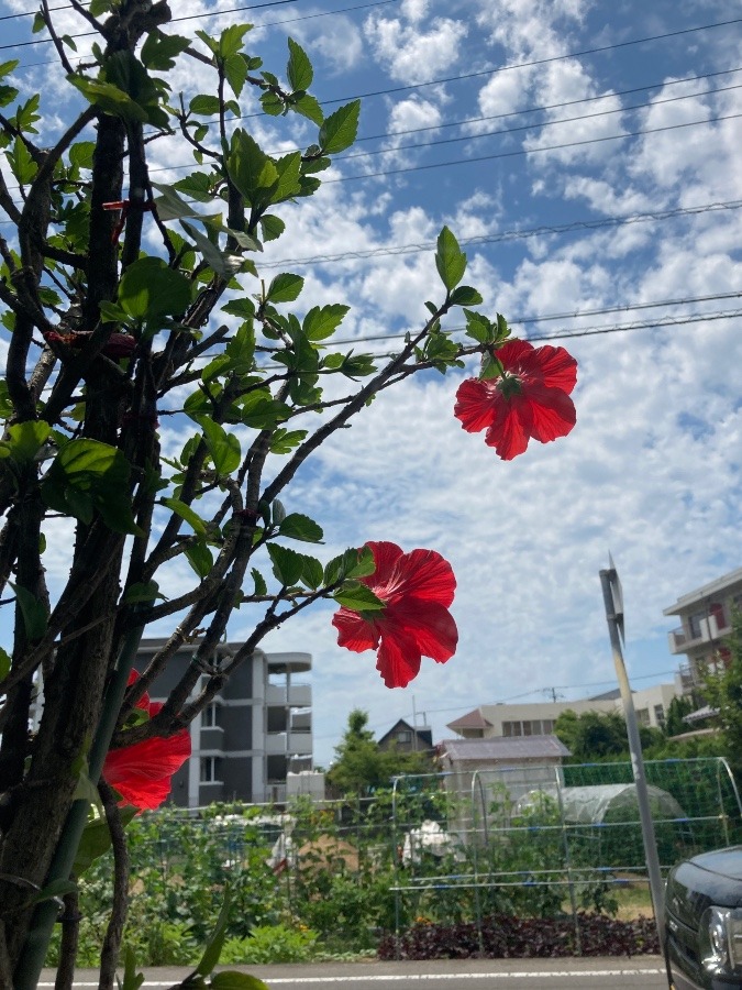 太陽を浴びて🌞