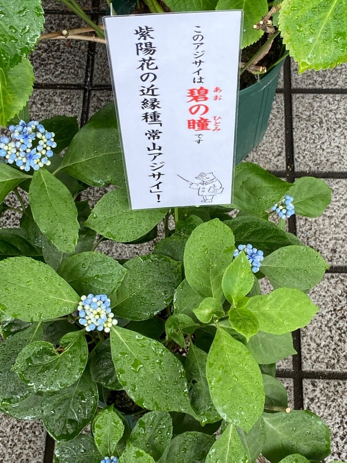 紫陽花④