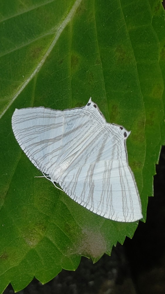 白い蝶々