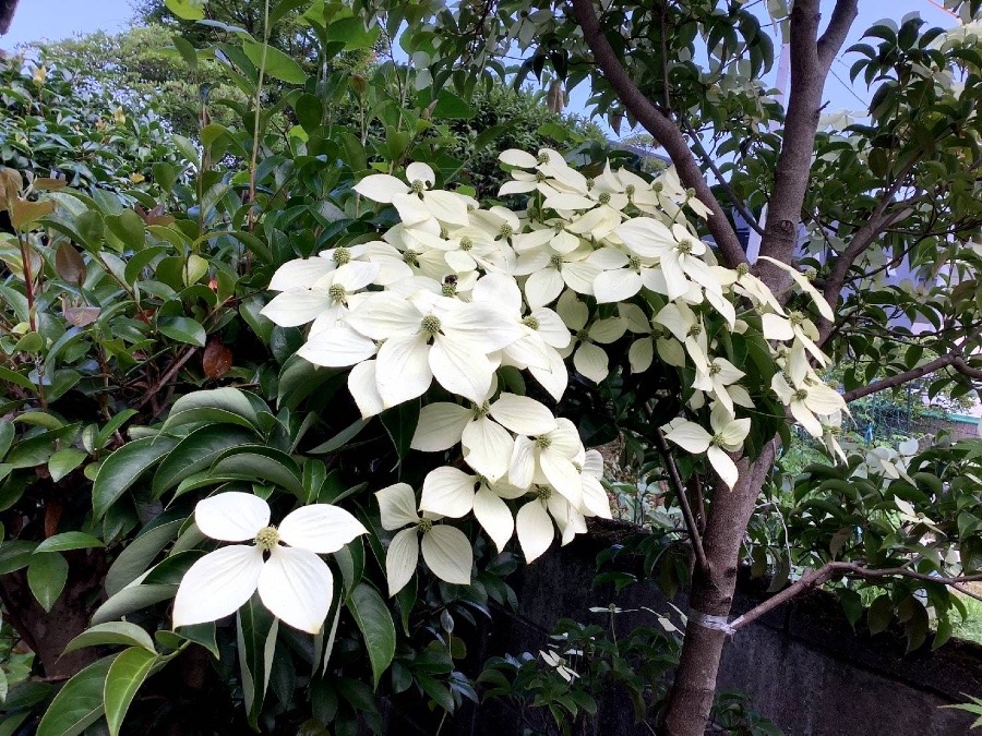 花倶楽部