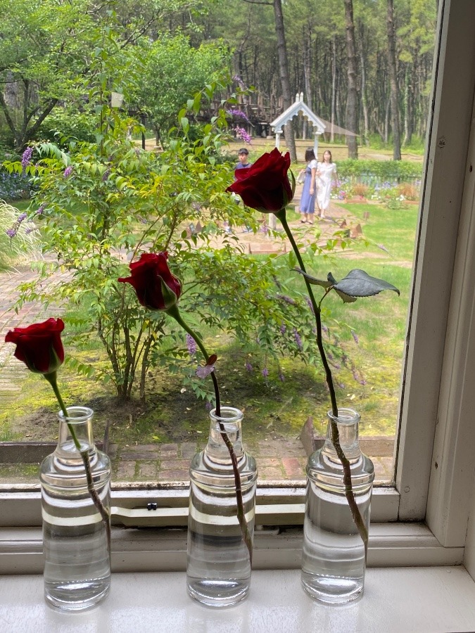 窓辺の可愛い薔薇❣️