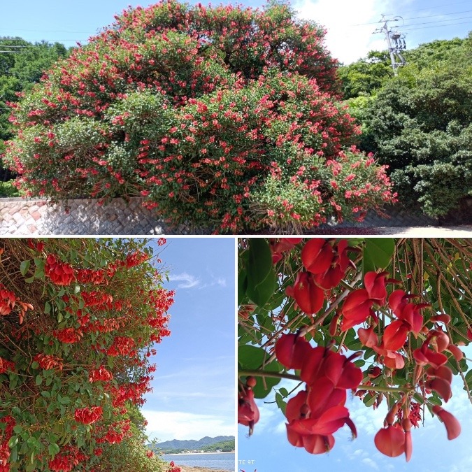 沖縄の県花「デイゴ」の花