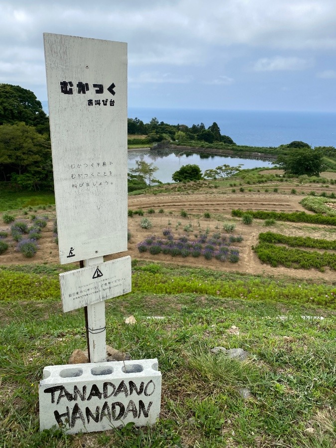 棚田の花段