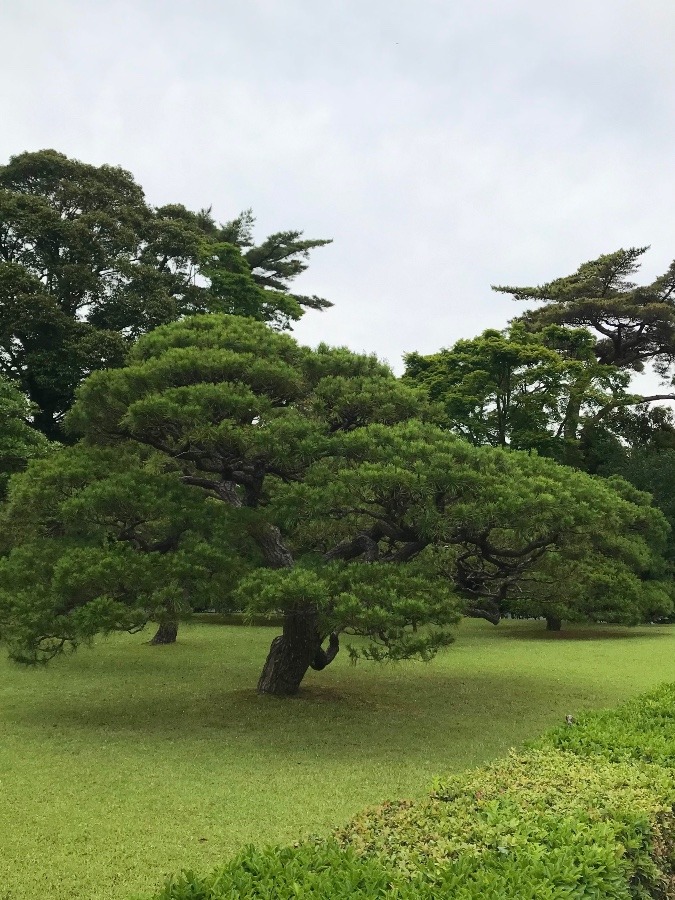 数霊かずたま　ひとくちメモ