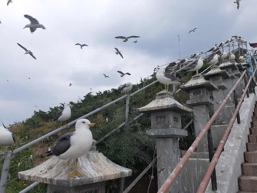 ウミネコ、子育て中(八戸市　蕪島)