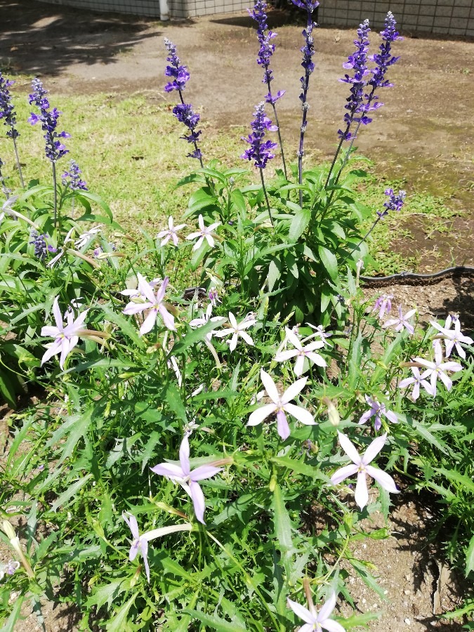 可愛い花🌼