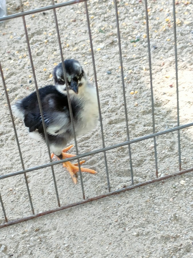 黒柏鶏の赤ちゃん