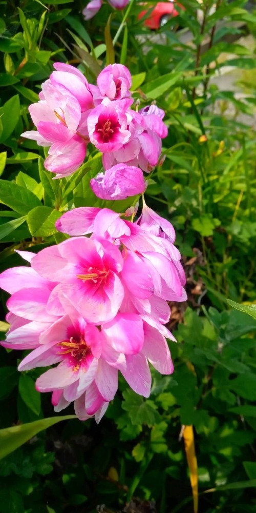 イキシアの花💖