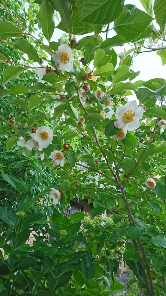 夏椿の花