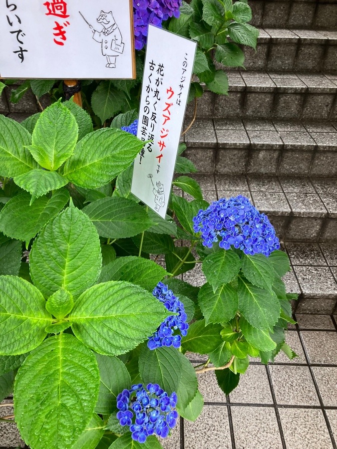 紫陽花⑤