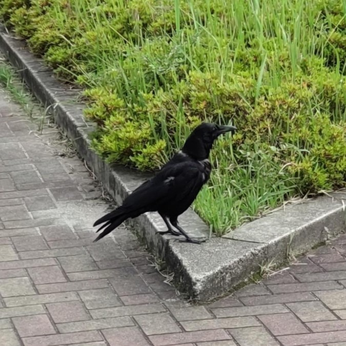 カァ〜🐾鳴いたのは私・・