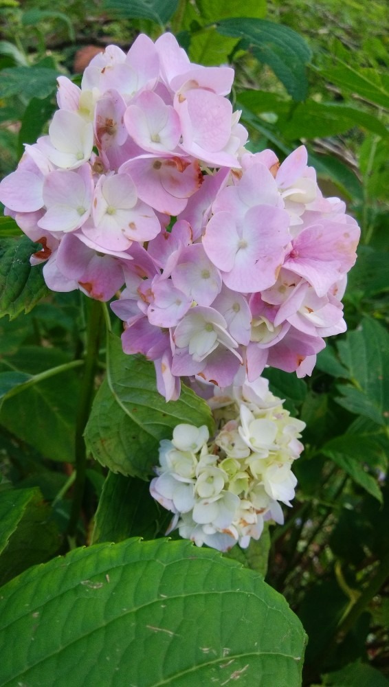 ステキなお花です！
