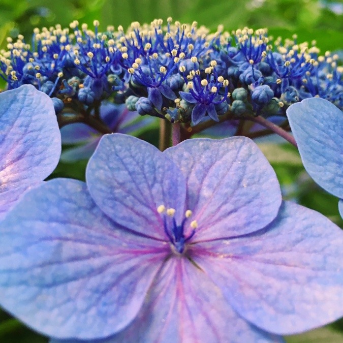 紫陽花の季節