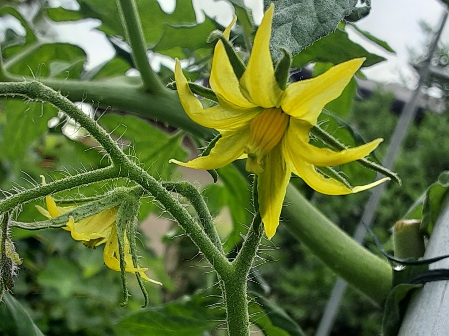 家庭菜園の花(トマト🌼)