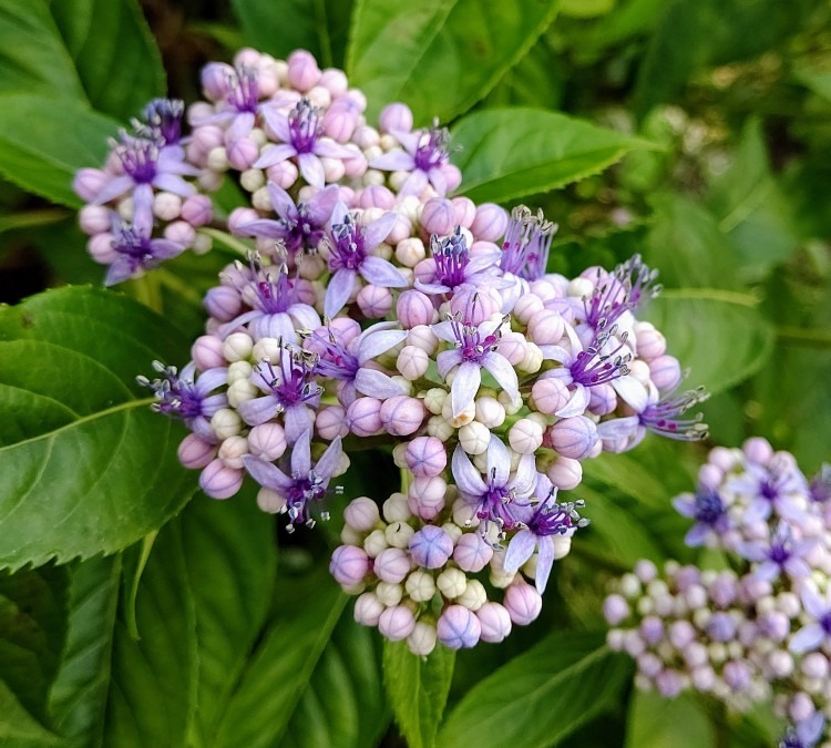 真花の紫陽花