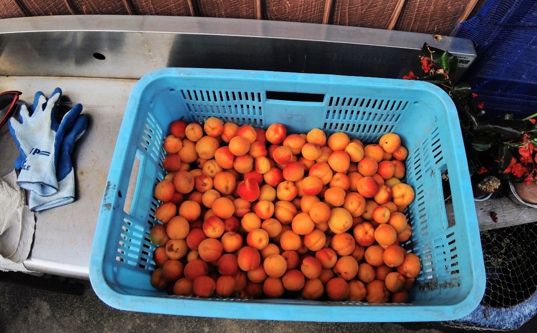 杏 収穫♪