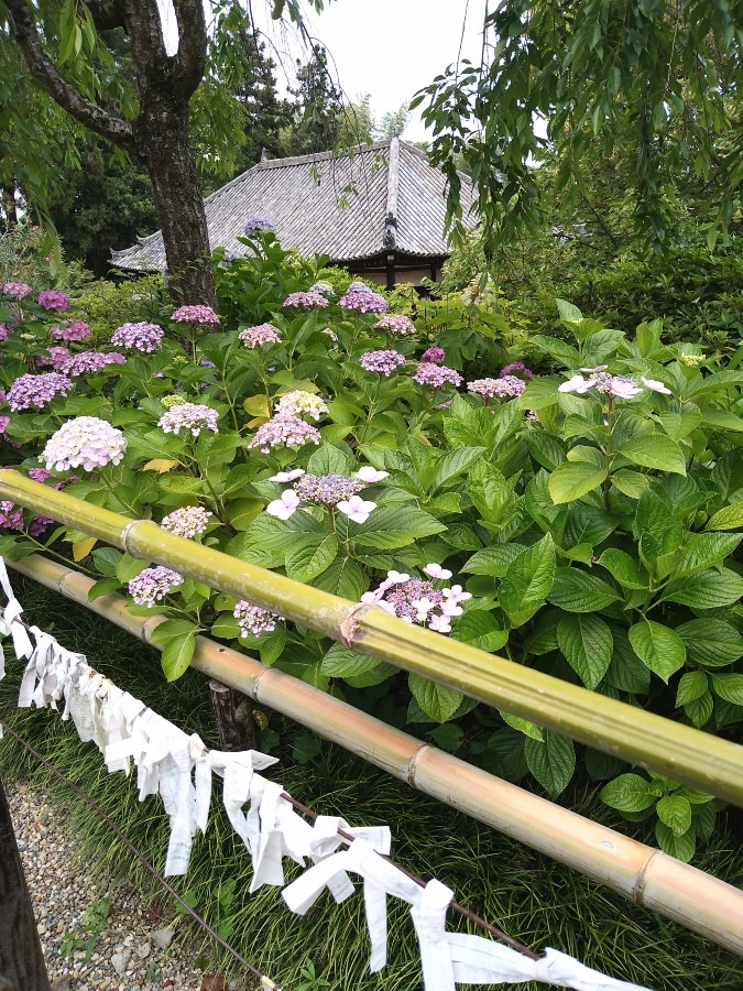 矢田寺の紫陽花