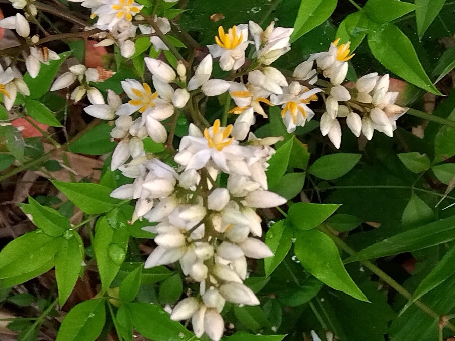 南天（ナンテン）の花✨