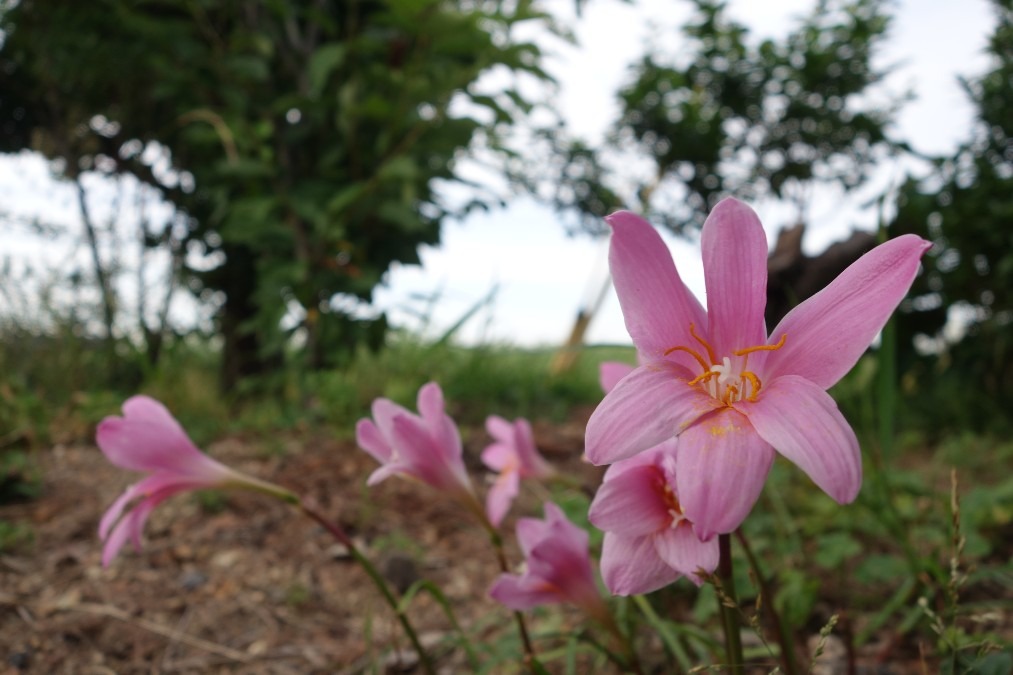 庭に植えた嫁さんの花、咲いてました。