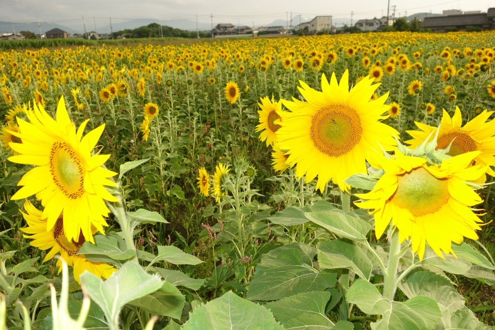 スクっと立った、笑顔の花。