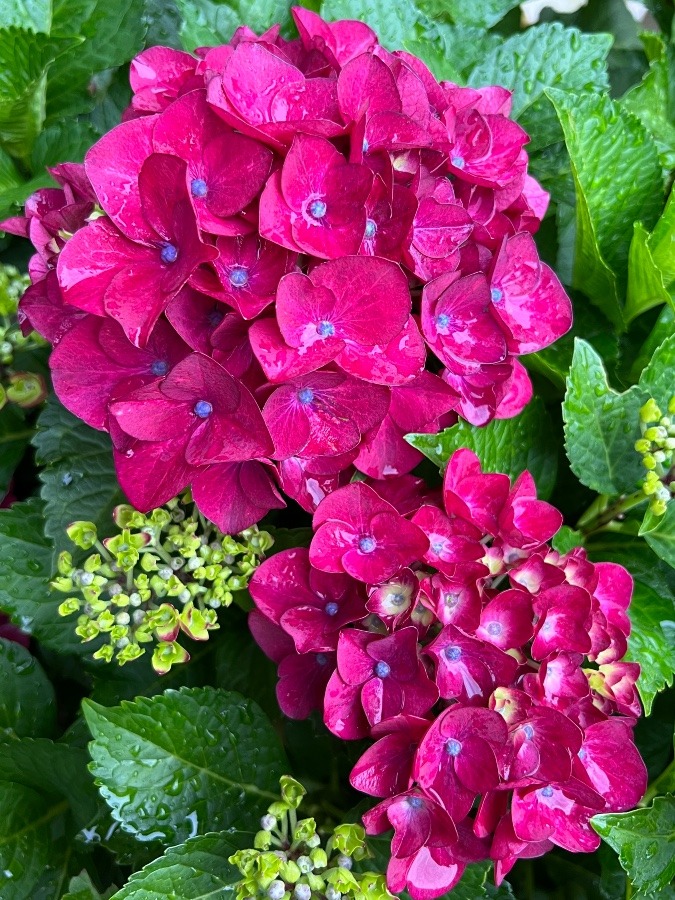 紫陽花