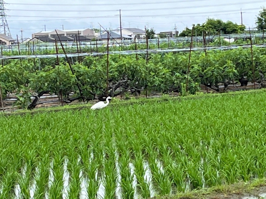 梅雨