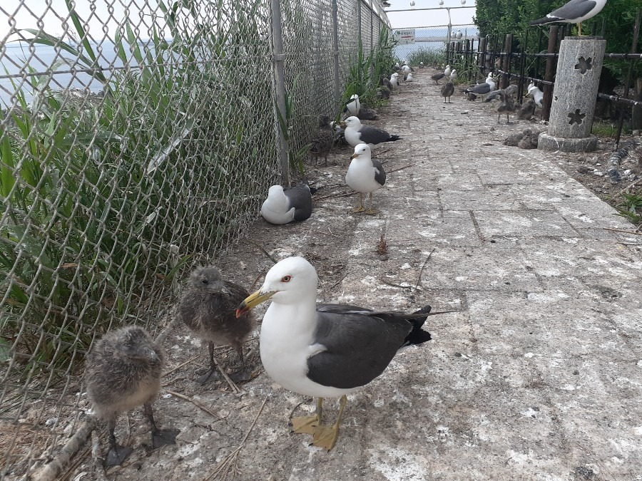 ウミネコさんが、子育て中(八戸市　蕪島)(その2)