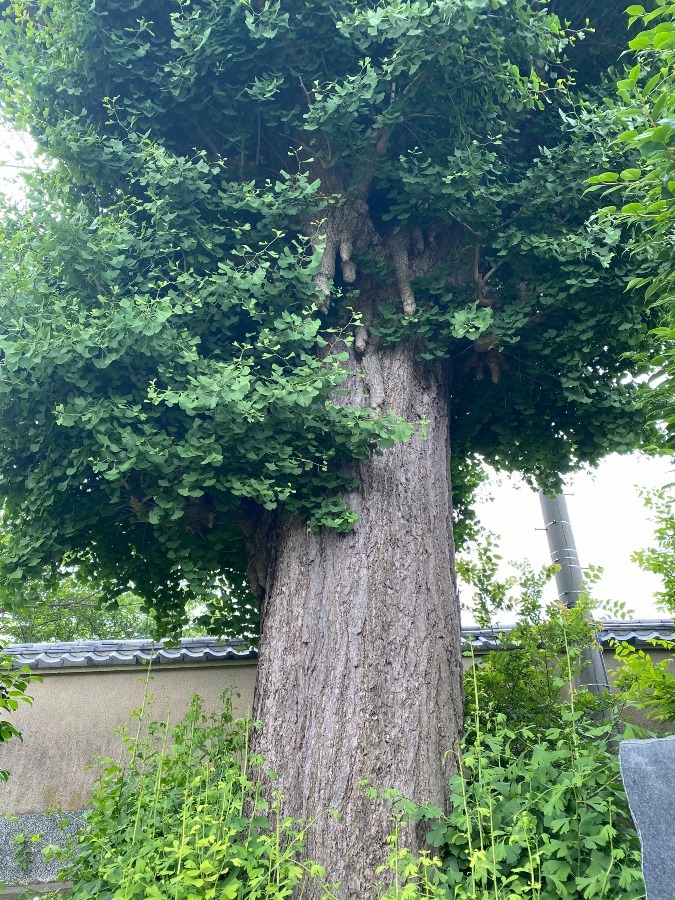 大銀杏