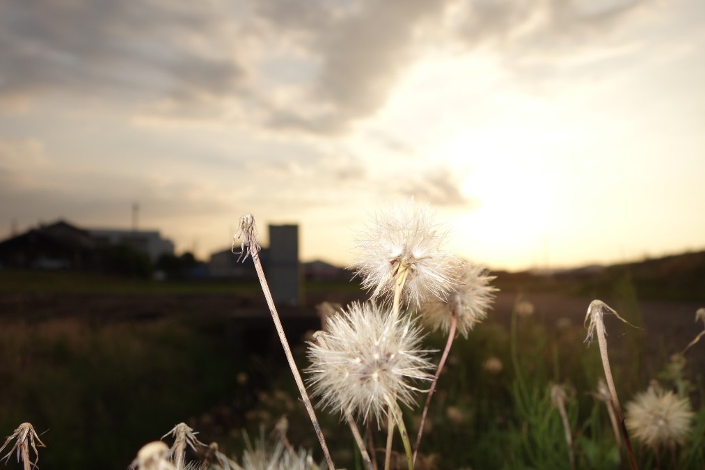 夕日に飛び立つ数秒前