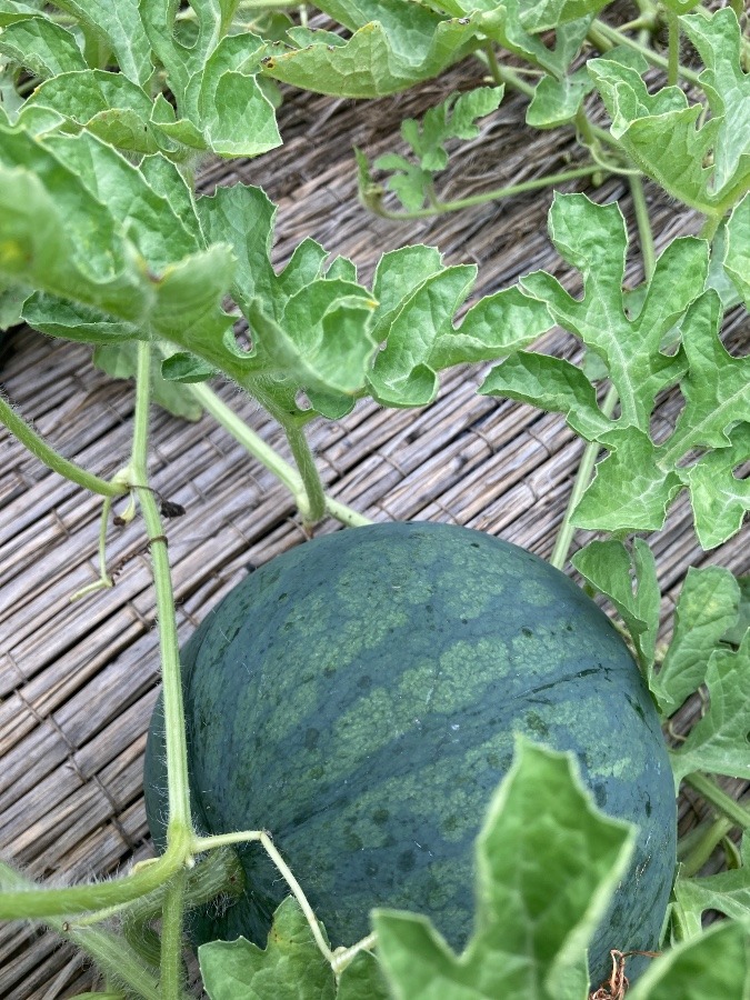 あらあら🍉