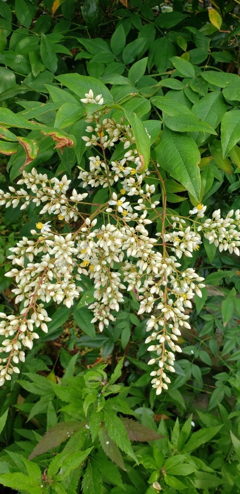 ナンテンの花🌼