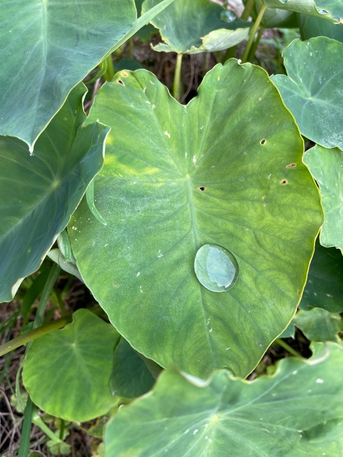 里芋の葉